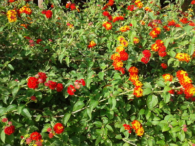 Another Lantana