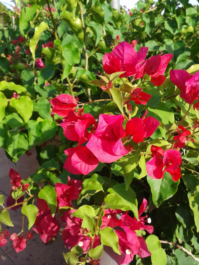 Bougainvillea