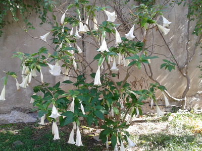 Angel's Trumpet?