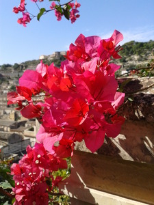 Bougainvillea 3