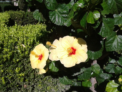 Yellow Hibiscus