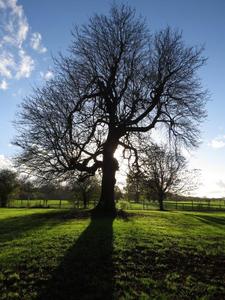 Green Park, Aston Clinton, Nov 2014