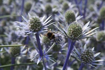 RHS Hyde Hall July 2015