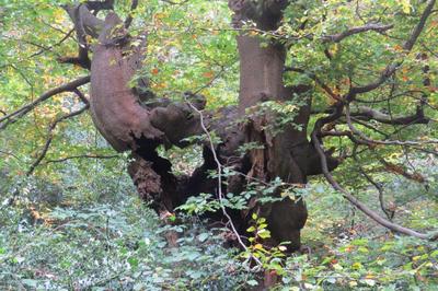 Burnham Beeches 2016