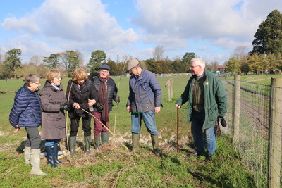 Planting Black Poplars