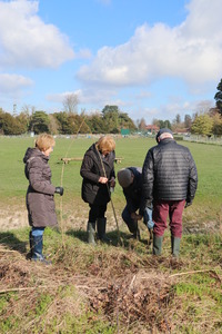 Planting Black Poplars