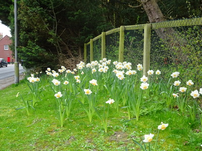 Daffodil display in Aston Clinton to honour the NHS and all frontline workers 2021