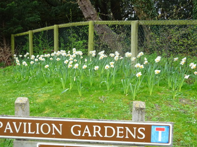 Rainbow daffodil on the London Road