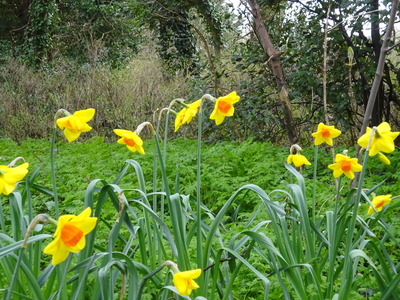 Woodland planting Sealing Wax